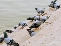 MS Birds feeding at ghat near Ganges River / Varanasi, Uttar Pradesh, India Stock Footage