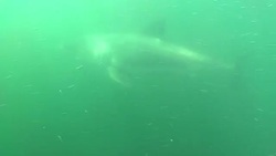 A great white shark swims through murky water. Stock Footage