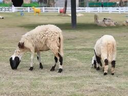 Two sheep are grazing Stock Footage