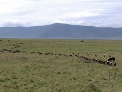 Wildebeest Migration - African Safari Series Stock Footage