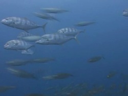 Feeding Frenzy Stock Footage