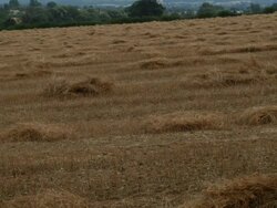 T/L Linseed (Linum usitatissimum) field, UK, August - matches framing of TS273 to TS277, UK Stock Footage