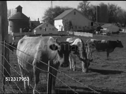 1952: MID-WEST FARMERS: VS Cattle grazing in pen on farmland, cows, male farmer driving tractor pulling harvester, farmer Bill Hicks supervising grain being loaded. Agriculture, farm, country, rural Instructional Video