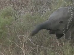 Desert Elephant (Loxodonta africana) calf, Ugab River Basin, Namibia: desert-dwelling population of African Bush Elephant though not distinct subspecies Stock Footage