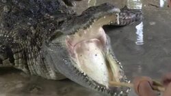 Crocodile Wrestling in Thailand Stock Footage