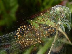 T/L spiderlings (order Araneae) dispersing and regrouping, UK woodland Stock Footage