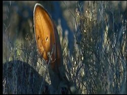 Jackrabbit with big ears, Sonoran desert, USA Stock Footage