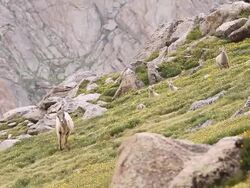 MS TS Shot of Rocky mountain bighorn sheep (Ovis canadensis) ewe and lambs running down tundra / Idaho springs, Colorado, United States Stock Footage
