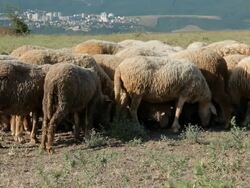 Sheeps grazing and resting in a pasture Stock Footage