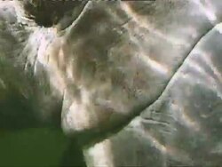 MS CU View of along manatee body and face  AUDIO / Florida, United States  Stock Footage