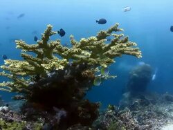 Coral And Fish Stock Footage