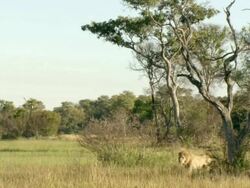 WS Lion pride walking through thicket observing surroundings / Okavango Delta, North West District, Botswana Stock Footage