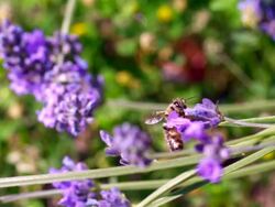 ECU SLO MO Shot of Honey bee feeding on nectar from lavender flower, taking off and flying away / Les Mureaux, Yvelines (78), France Stock Footage