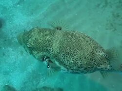ECU TS Map puffer fish swimming along sea floor / Matola, Maputo, Mozambique Stock Footage