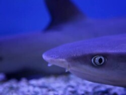 shark in the water Stock Footage