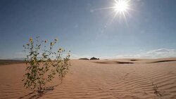 Drought Tolerant Plant and Sand Dunes Under Sunlight Stock Footage