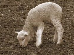 baby sheep Stock Footage