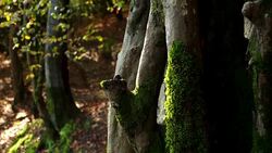 Landscapes of Caucasus (Azerbaijan) Stock Footage