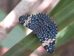Cracker butterfly on a branch Stock Footage