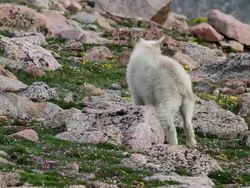 MS TS Shot of mountain goat kids grazing on tundra wildflowers / Idaho Springs, Colorado, United States Stock Footage