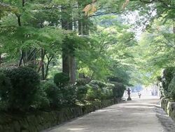 WS View of green way / Kouya, Wakayama, Japan Stock Footage