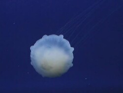 Jellyfish Stock Footage