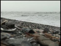 The AP's Mark Carlson takes a boat ride in the Chandeleur Sound, about 40 miles northeast of Venice, Louisiana. The thick, heavy oil floats in the water forming long clumps that look like raw sewage. News Clip
