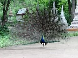 Peacock show the feather Stock Footage