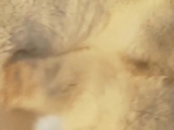 CU SLO MO Two Polar bears playing and fighting with each other  / Churchill, Manitoba, Canada Stock Footage