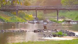 Dog at the park Stock Footage