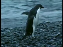 MS Adelie penguin, Pygoscelis adeliae, waddling on shore near waters edge, Antarctica Stock Footage