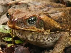 Cane Toad Stock Footage