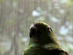 Green Parrot under rain II...close up Stock Footage