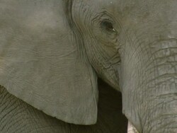 ECU Shot of elephants eye / Okavango Delta, North West District, Botswana Stock Footage