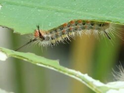 Caterpillar eating lotus leaf Stock Footage