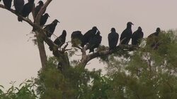 Vultures perch on tree branches in the Everglades. Stock Footage