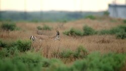 Goitered Gazelle Stock Footage
