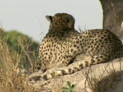 MS TD Shot of cheetah resting in shade at base of termite mound / Okavango Delta, North-West District, Botswana Stock Footage