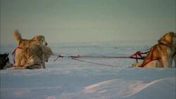 Sled dogs rest on the snow-covered tundra of Alaska. Stock Footage
