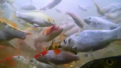 Koi fish underwater Stock Footage