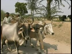 MS cattle wagon, Rajasthan, India Stock Footage