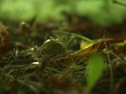 Conkers falling on ground, sharp Stock Footage