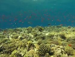 Reef edge with small orange fish, Egypt, Red Sea  Stock Footage