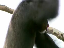 MS of larger mother up in branches, Climbs down branch, making noises Stock Footage