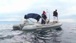 VOICED: Croatian biologists fight to save endangered dolphins News Clip