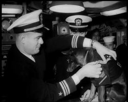 IT'S A DOG'S LIFE News Clip