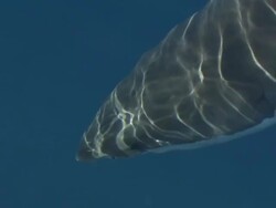 Medium pan-left zoom-out - Light reflects through water to ripple across a shark as it swims. Stock Footage