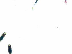 guppy fish swimming on white background Stock Footage