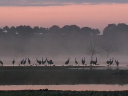 European Cranes (Grus grus) under pink, hazy sky, North East Extremadura in Dehesa. Stock Footage