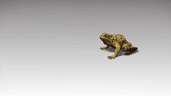 Australian scientists to train wildlife to avoid poisonous toads Instructional Video